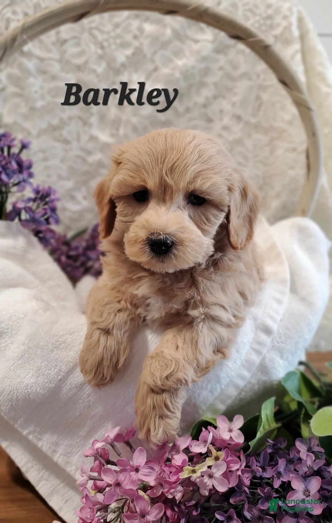 Mixed Breed dogs for sale: Barkley - Ad 1