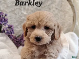 Mixed Breed dogs Barkley - Ad 17