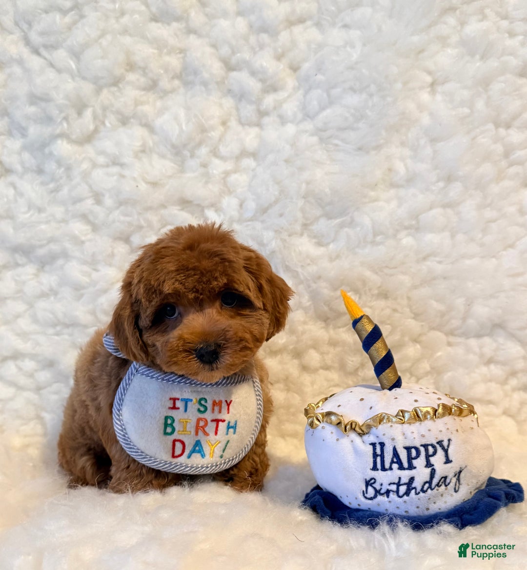 Toy Poodle dogs for sale: Sugar Bear - Ad 2