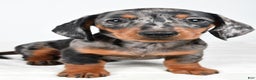 Miniature Dachshund dogs for sale: Polly - Ad 4