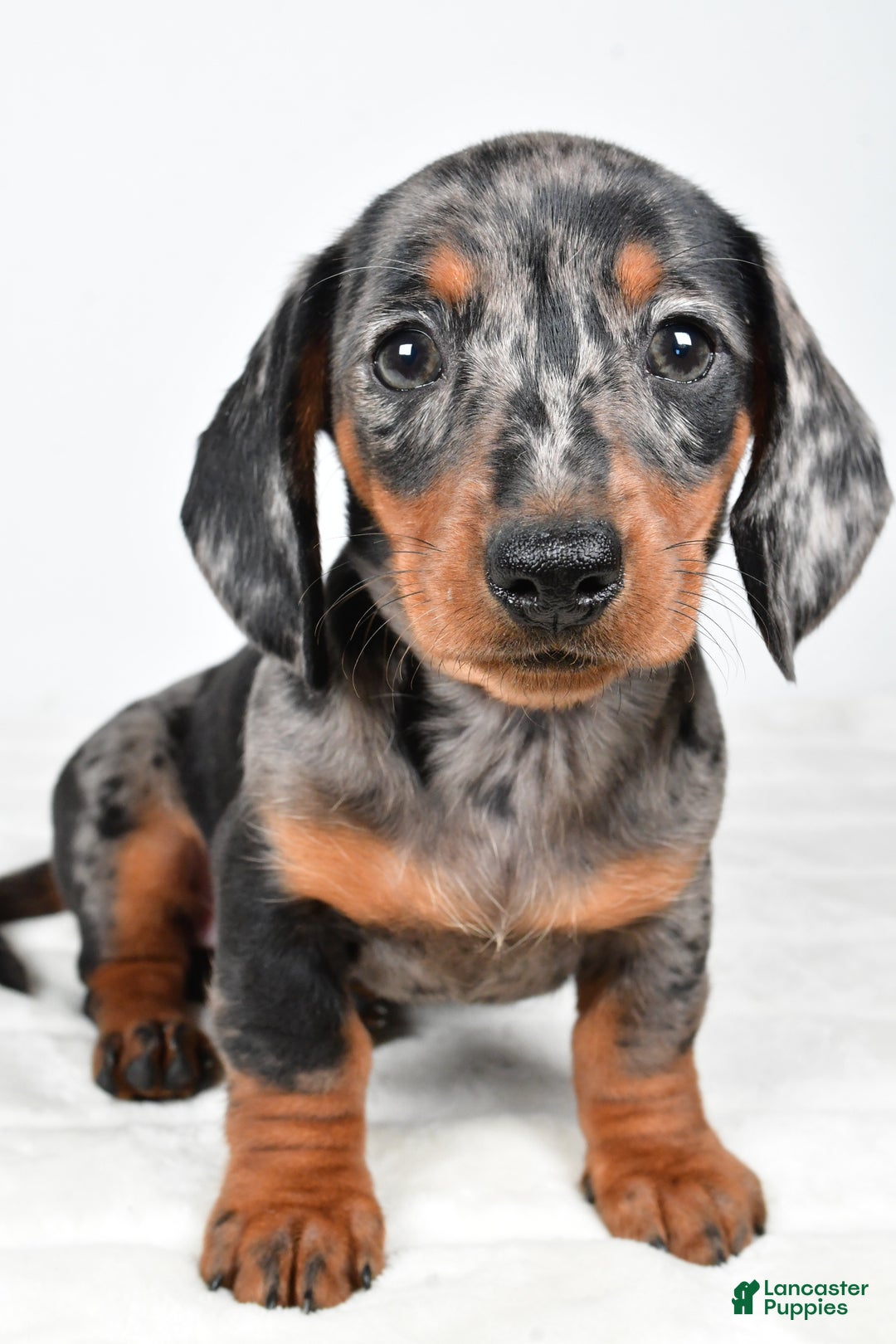 Miniature Dachshund dogs for sale: Polly - Ad 4