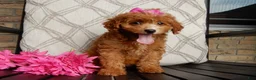 Cavapoo dogs for sale: Bubbles - Ad 4
