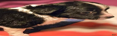 Freddie (Small)