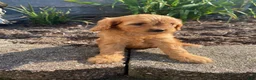 Cavapoo dogs for sale: Willow - Ad 10