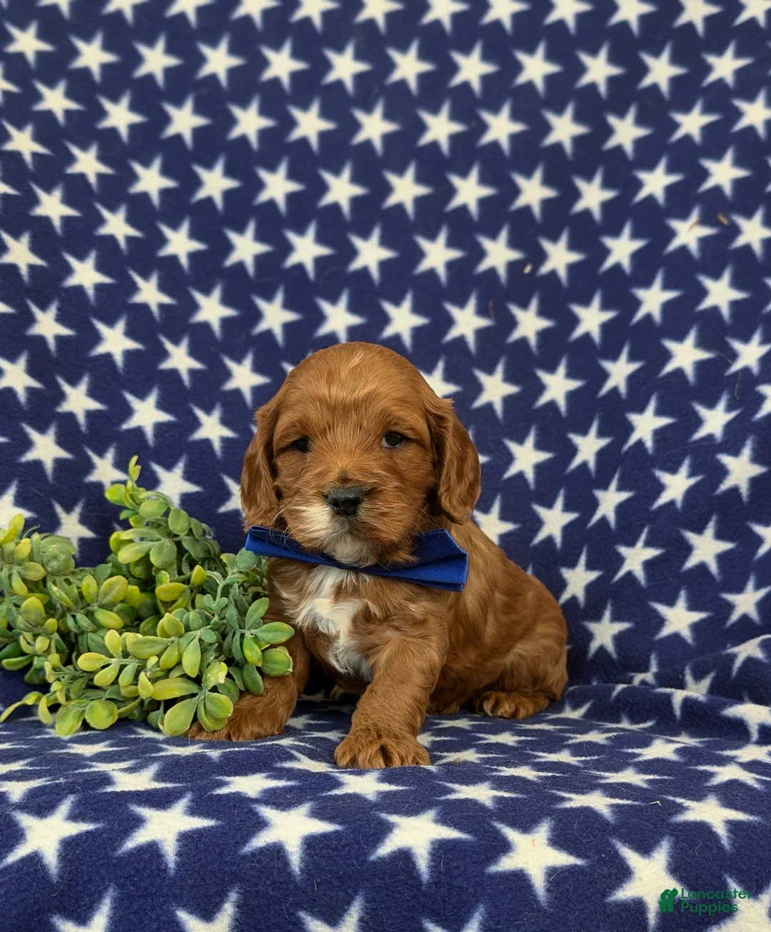 Cockapoo dogs for sale: Douglas - Ad 2