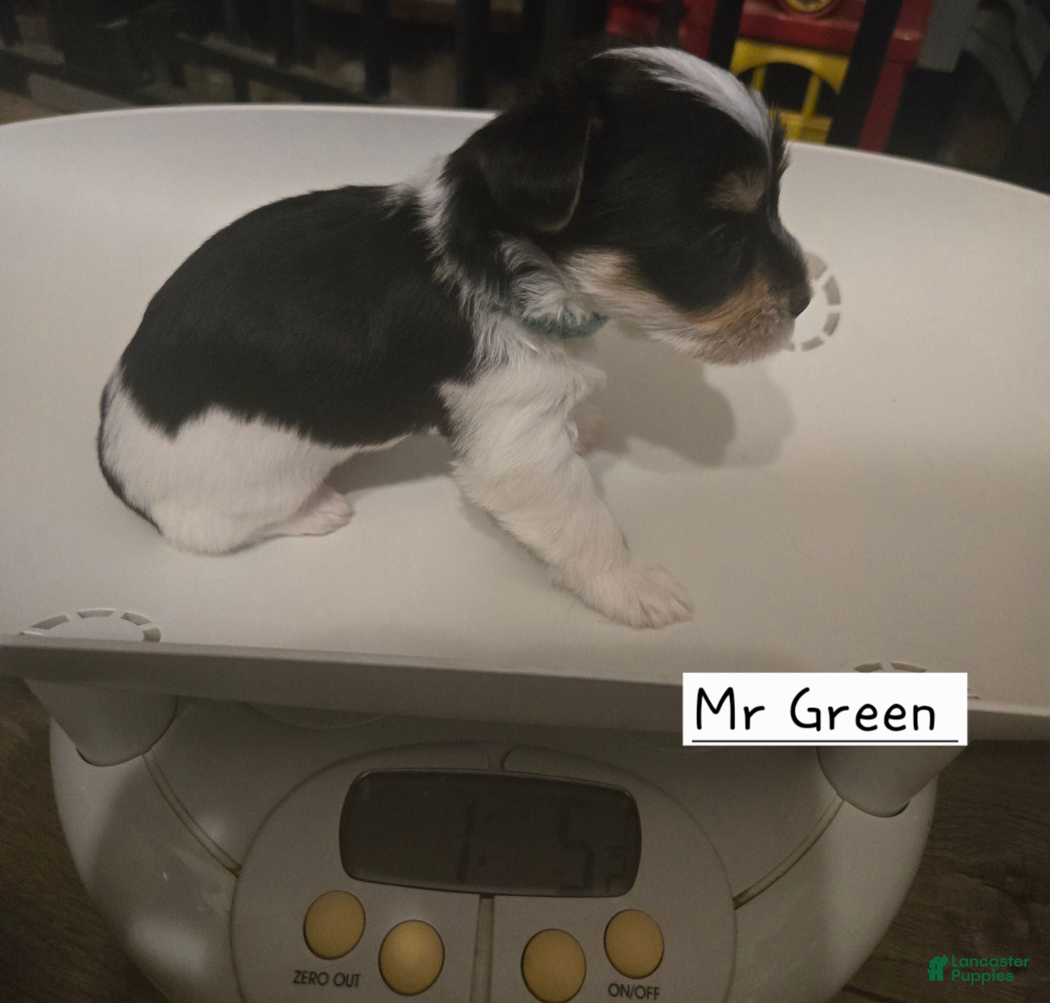 Yorkshire Terrier dogs Mr Green - Ad 2