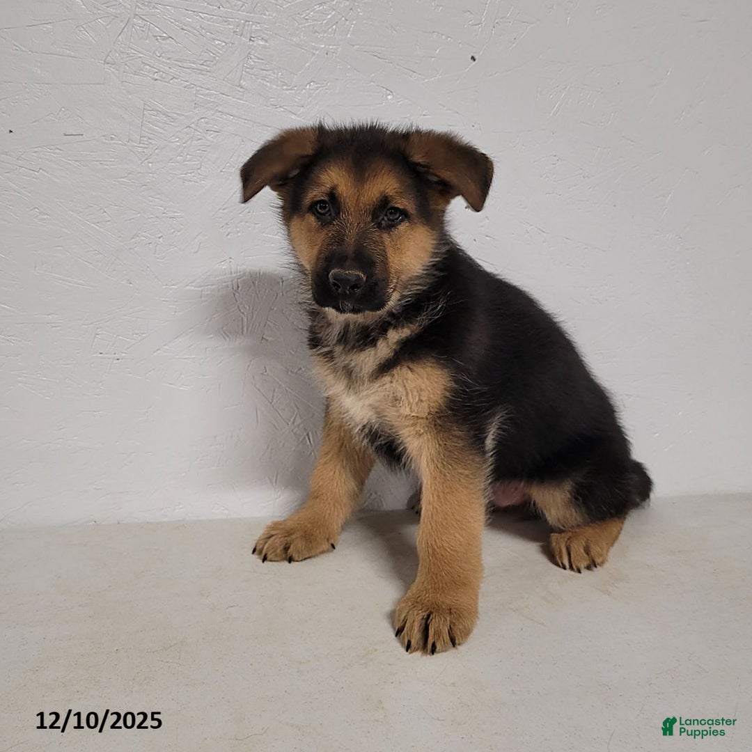 German Shepherd dogs for sale: Rocky - Ad 1