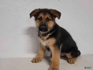 German Shepherd dogs Rocky - Ad 12