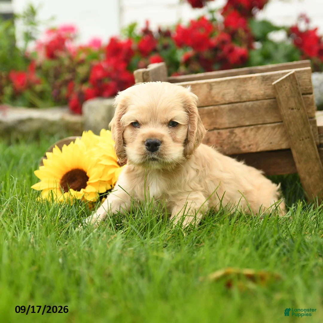 English Cocker Spaniel dogs for sale: Wilfred - Ad 2