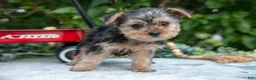 Yorkshire Terrier dogs for sale: Echo - Ad 2