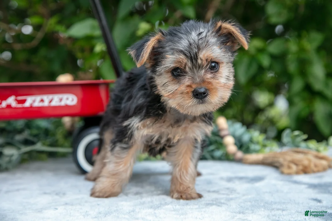 Yorkshire Terrier dogs for sale: Echo - Ad 2