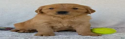 Golden Retriever dogs for sale: Parker - Ad 9