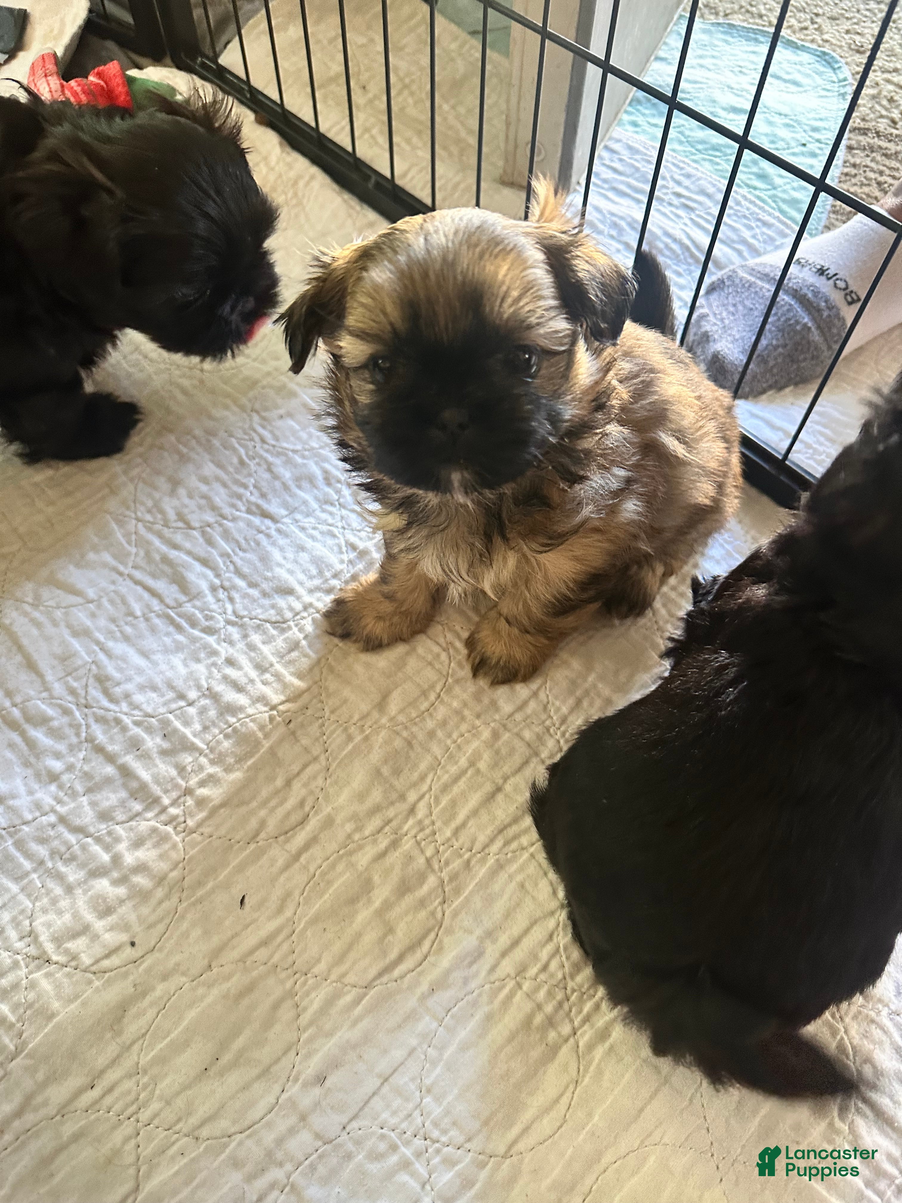 Shih Tzu dogs for sale: Ziggy - Ad 2