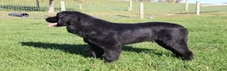 Newfoundland dogs for sale: Yoni - Ad 7