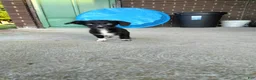 Mixed Breed dogs for sale: The smallest black and white runt - Ad 1