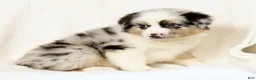 Miniature Australian Shepherd dogs for sale: Laine - Ad 9
