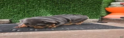 English Bulldog dogs for sale: English Bulldog 1 - Ad 13