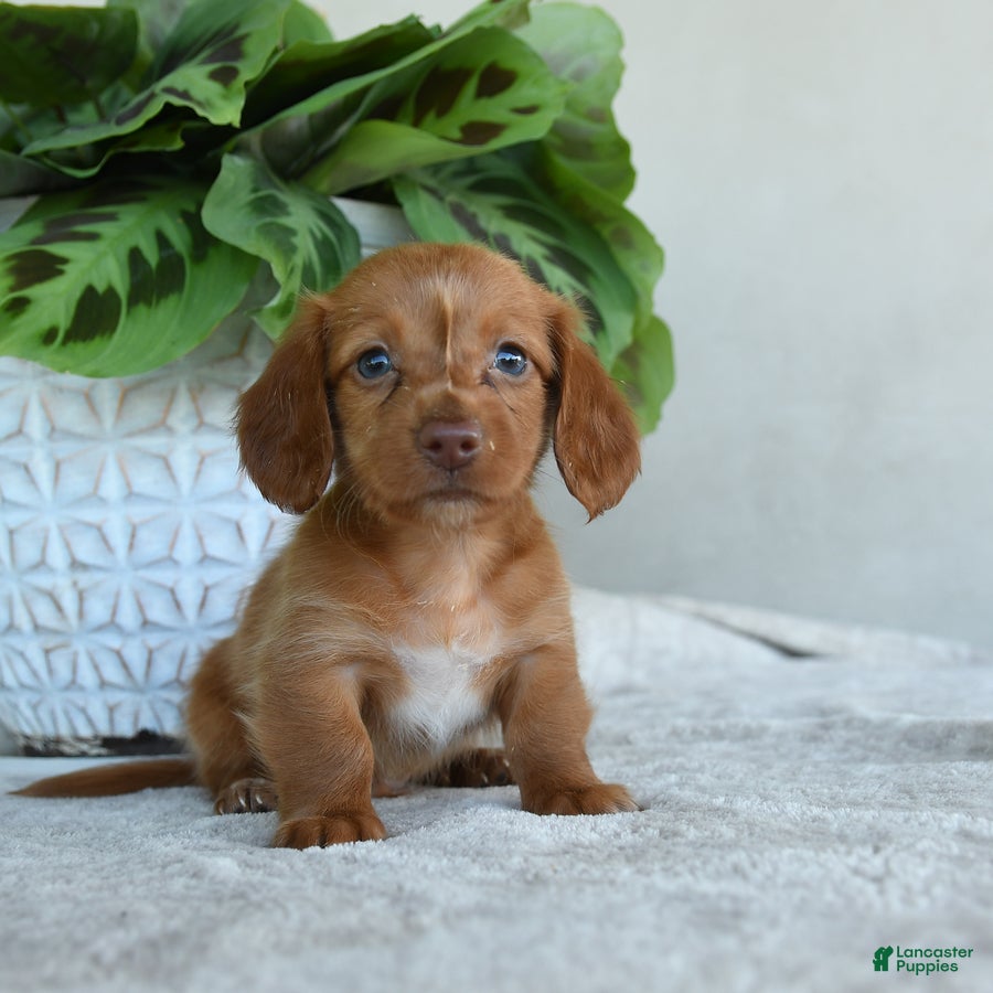 Dachshund dogs for sale: Peppen - Ad 1