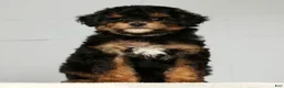 Miniature Poodle dogs for sale: Pepper - Ad 5