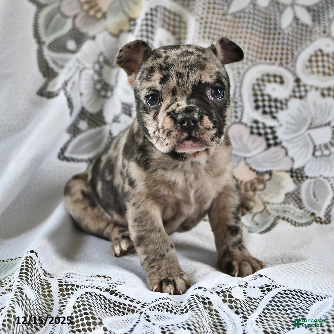 French Bulldog dogs for sale: Cookie Dough - Ad 2