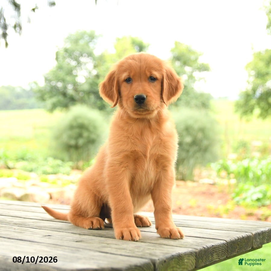 Golden Retriever dogs Zinnia - Ad 1