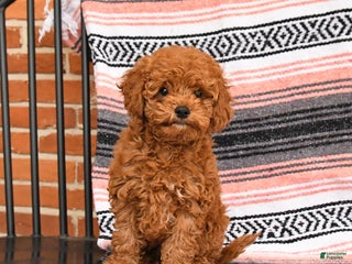 Cockapoo dogs Cherry - Ad 33