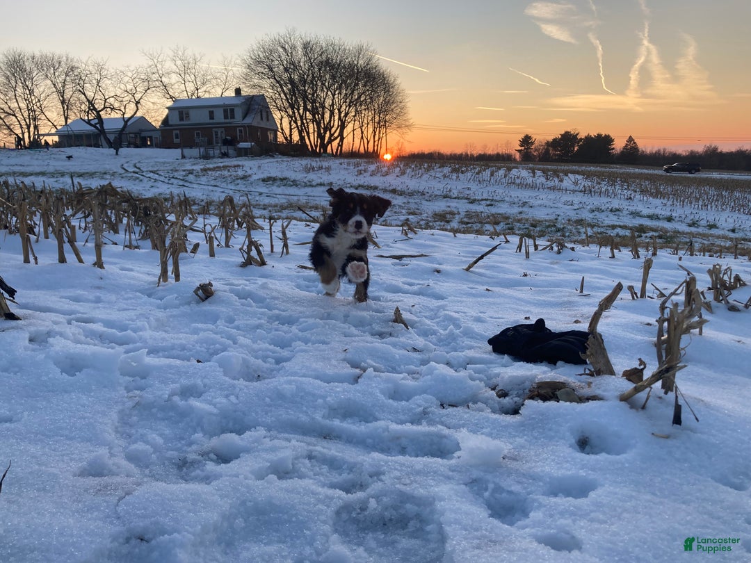 Mixed Breed dogs for sale: Cammy - Ad 9