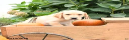 Labrador Retriever dogs for sale: Timmy - Ad 3