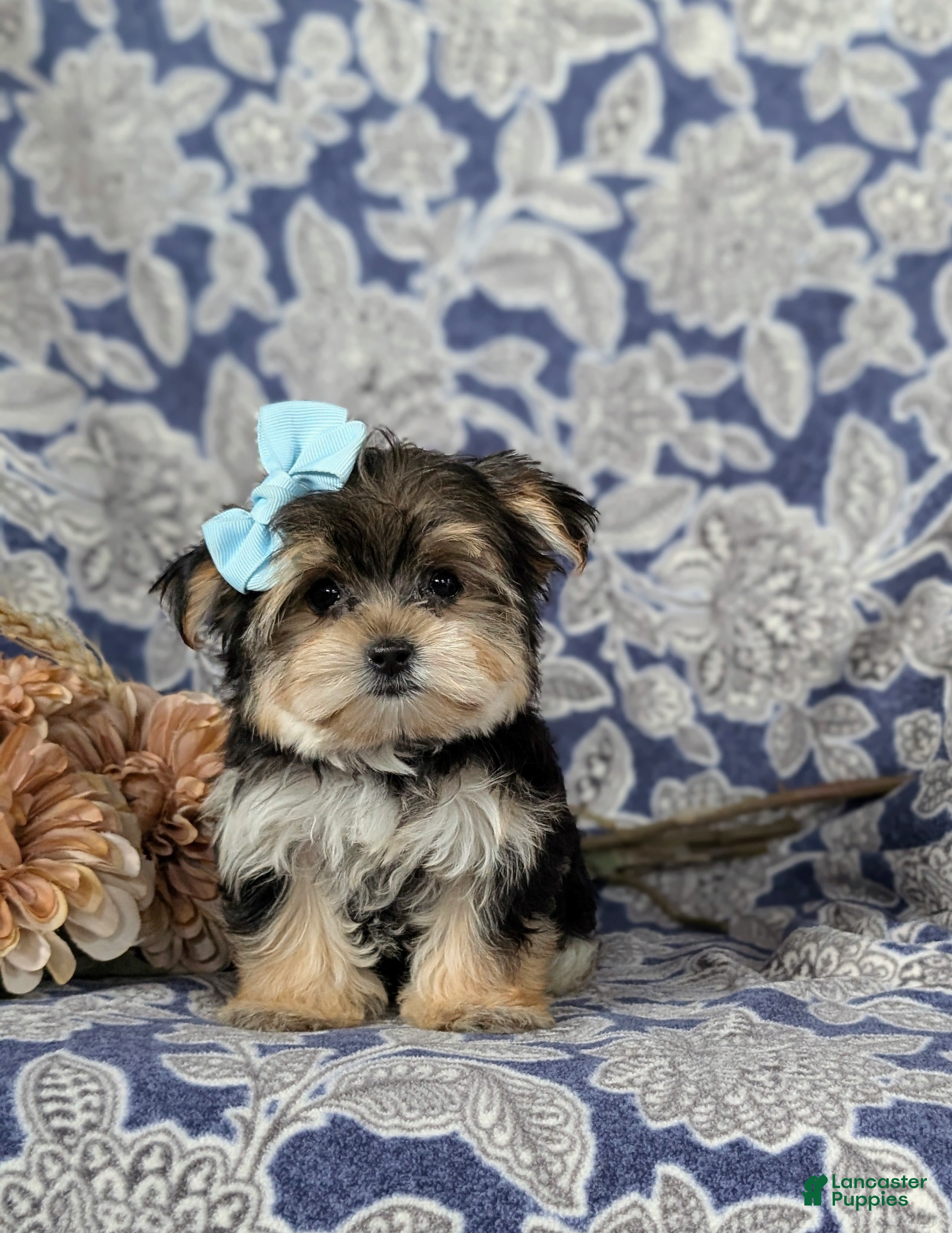 Morkie dogs Bella 7 lbs Full Grown - Ad 1