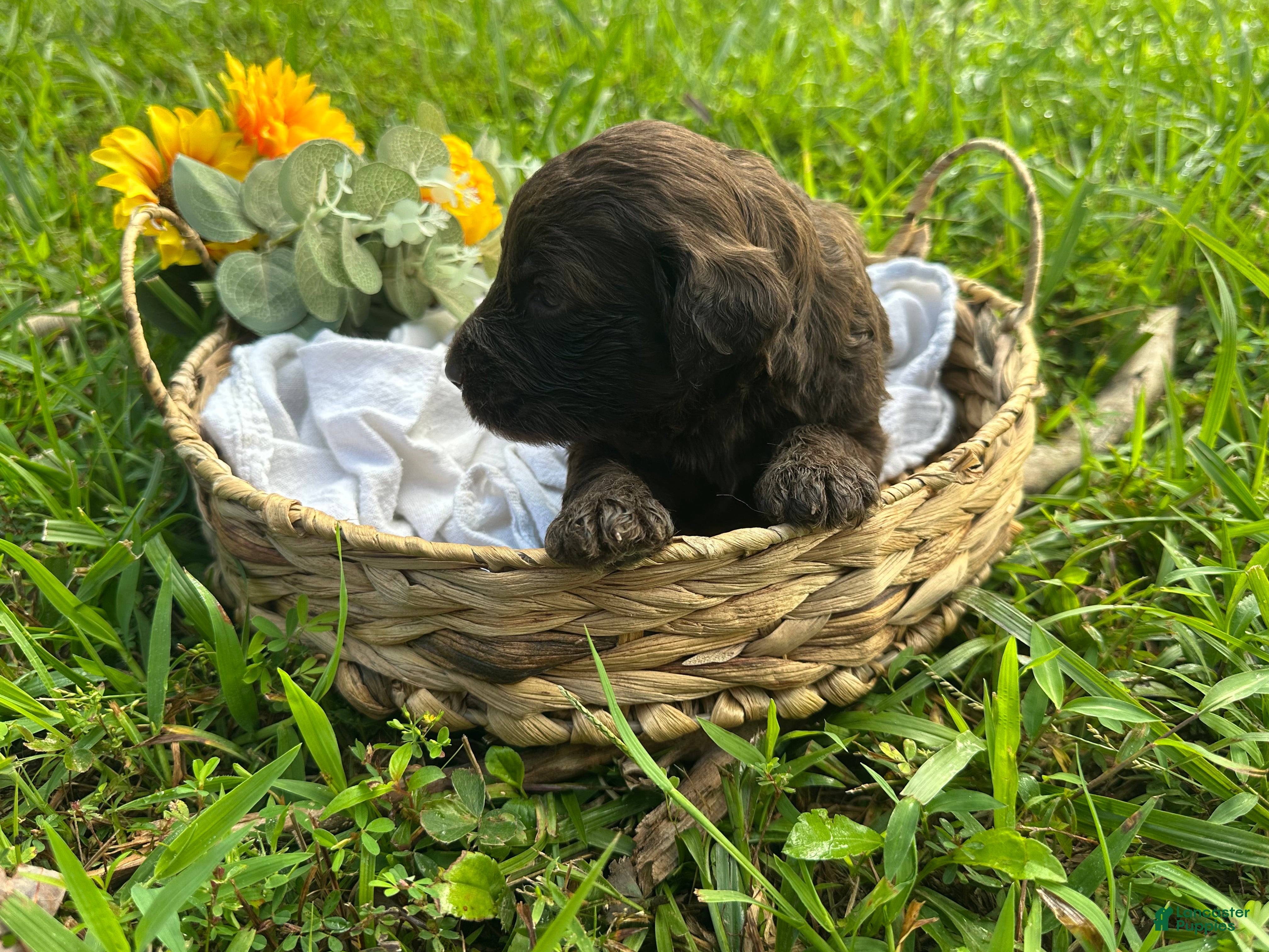 Goldendoodle dogs Goldendoodle 4 - Ad 2