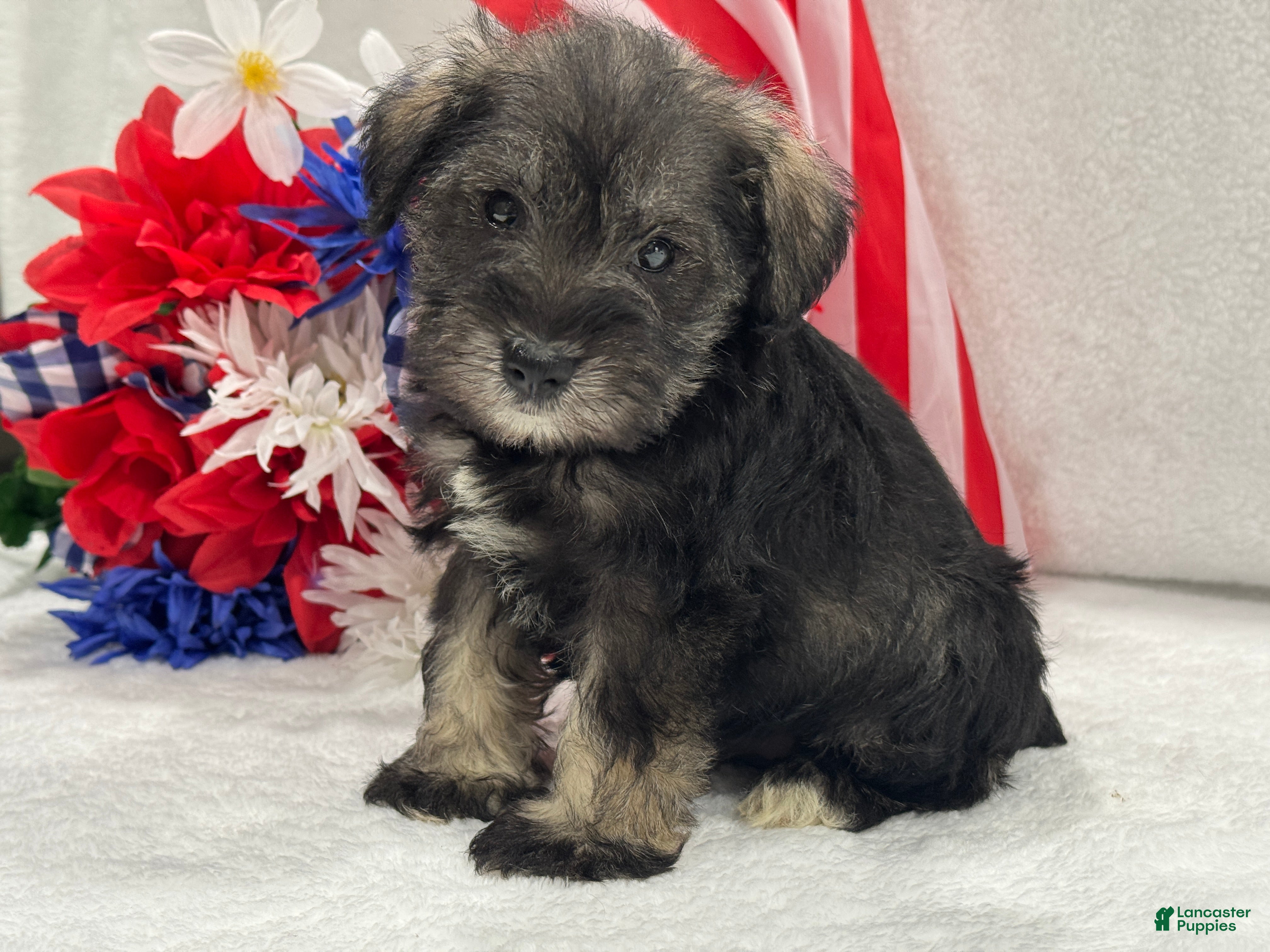 Miniature Schnauzer dogs Josie Female 5 - Ad 17