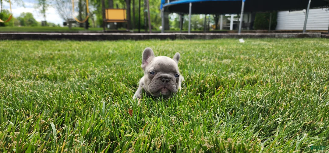 French Bulldog dogs for sale: Jayden  - Ad 1