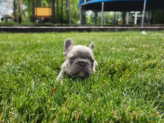 French Bulldog dogs Jayden - Ad 30