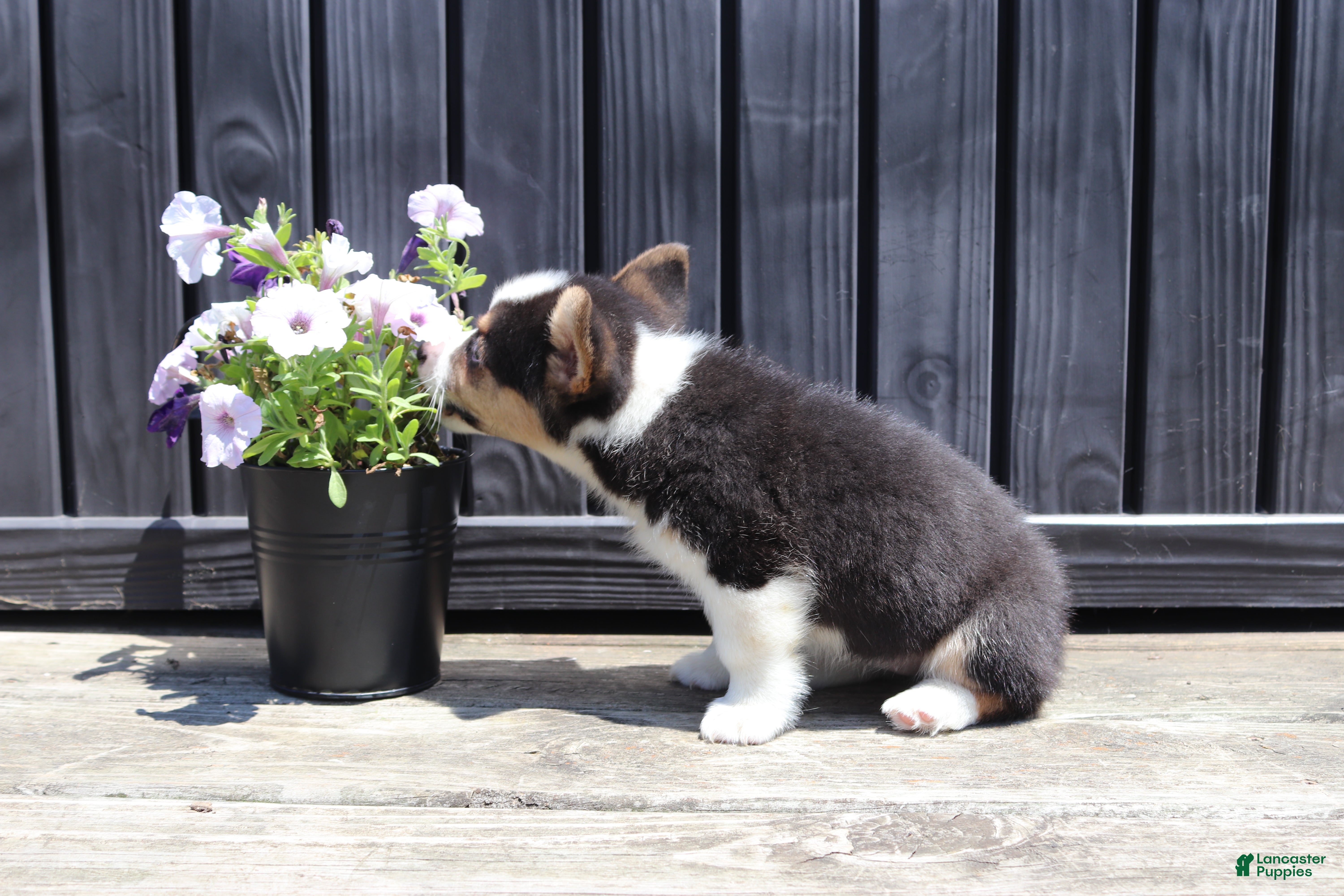 Welsh Corgi Pembroke dogs Ruby - Ad 2