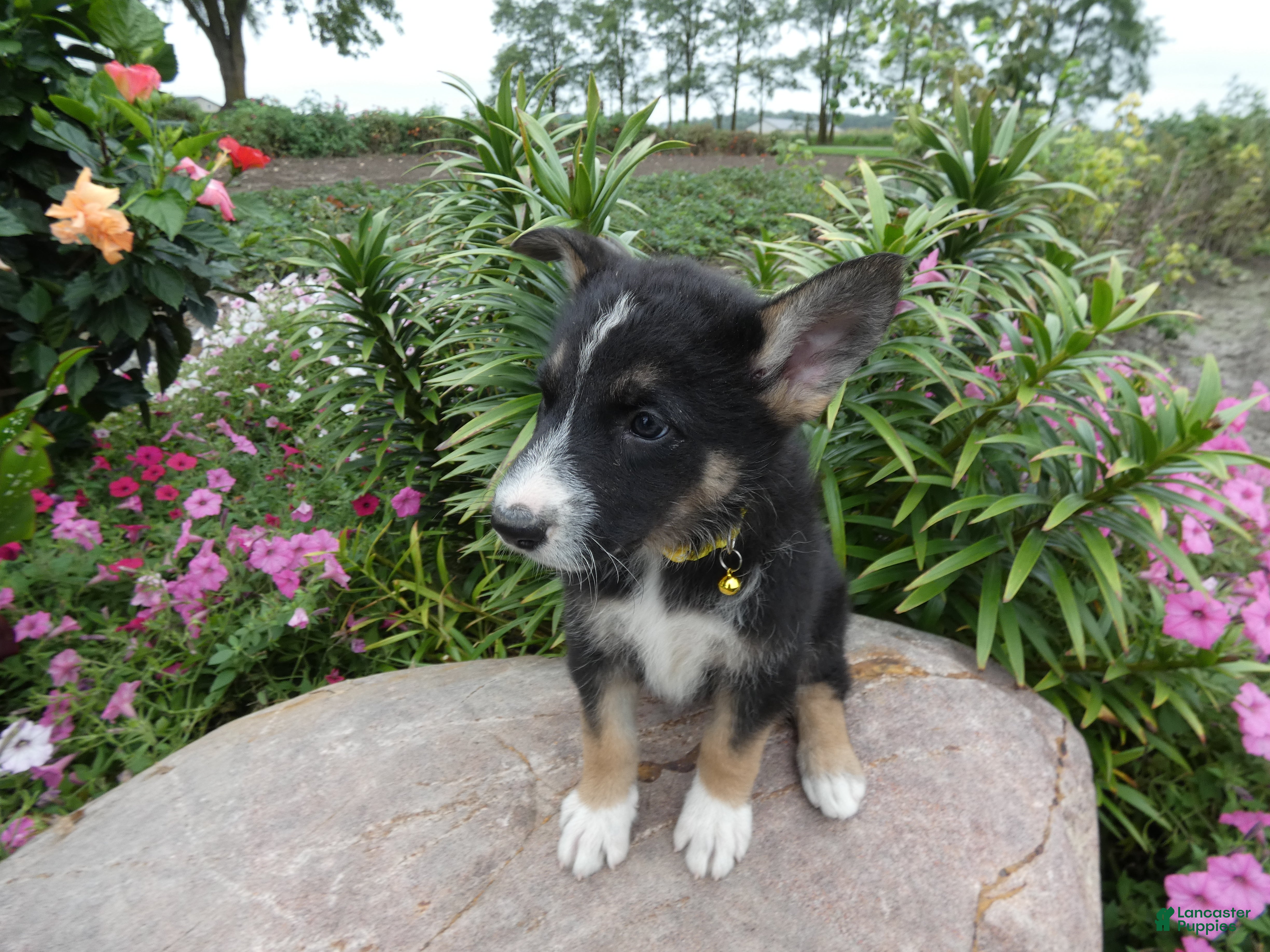 German Shepherd dogs German Shepherd Brittney 10 - Ad 33