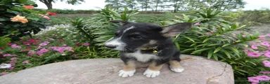 German Shepherd Brittney 10