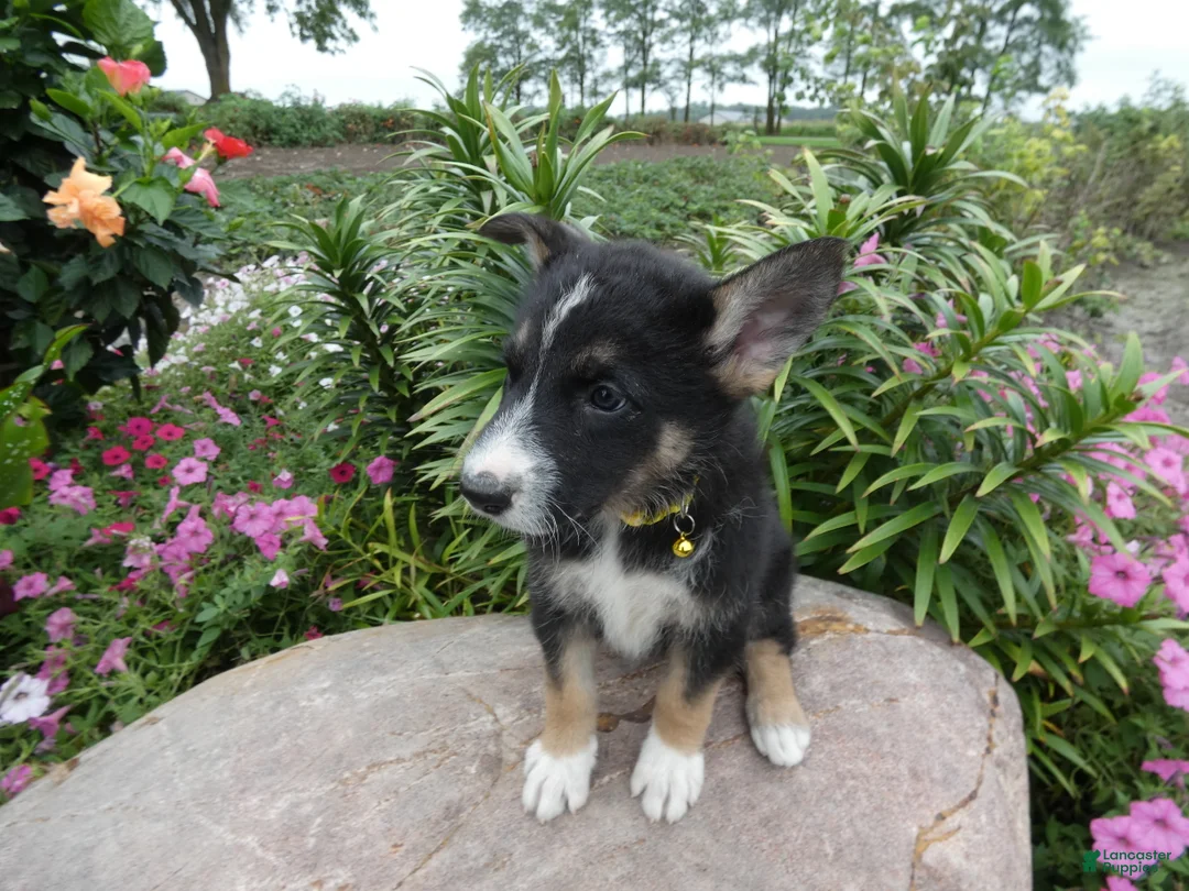 German Shepherd dogs for sale: German Shepherd Brittney 10 - Ad 1