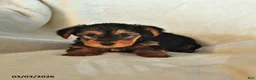 Yorkshire Terrier dogs for sale: Willie - Ad 4