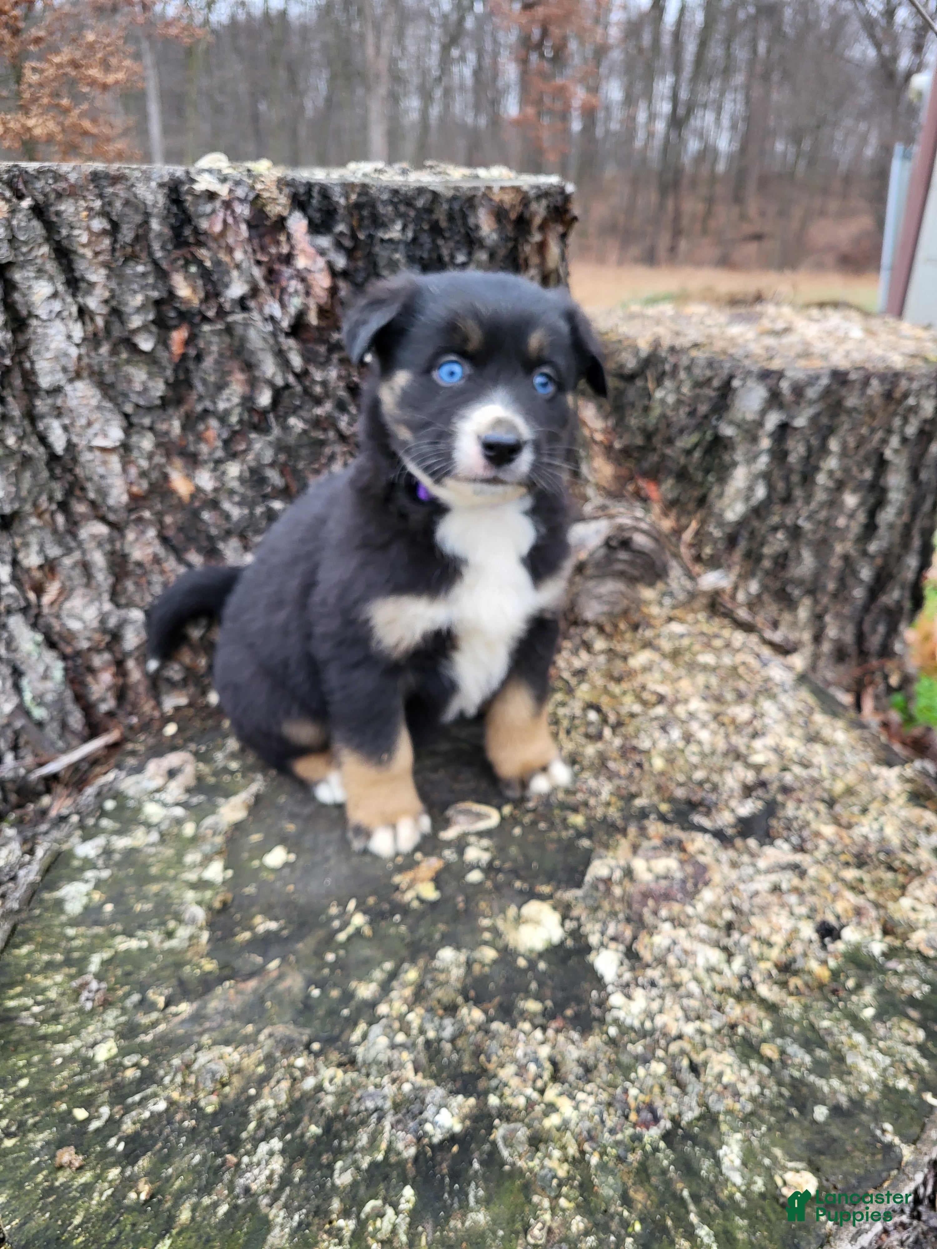 Mixed Breed dogs Buck - Ad 31