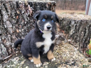 Mixed Breed dogs Buck - Ad 31