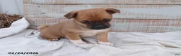 Mixed Breed dogs for sale: Rose - Ad 1