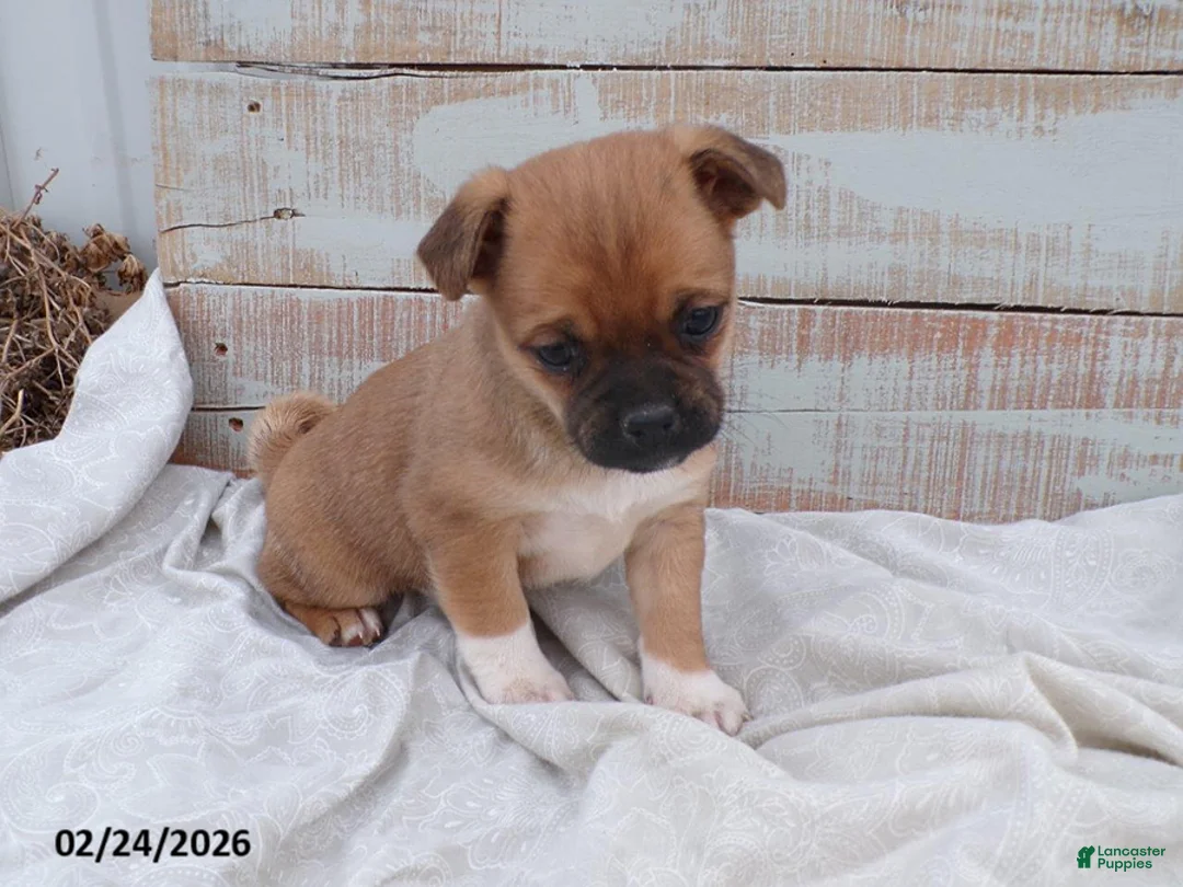Mixed Breed dogs for sale: Rose - Ad 1