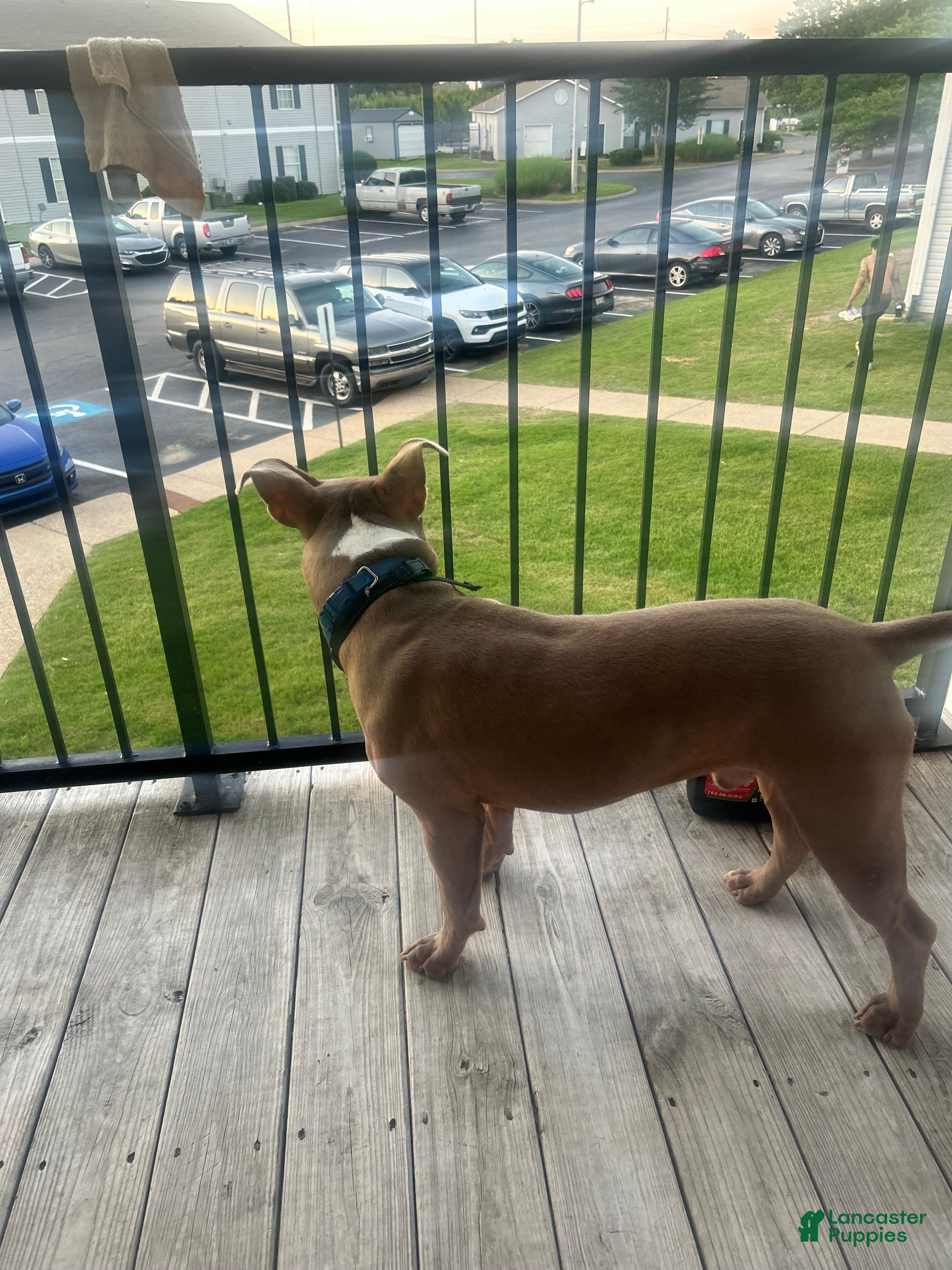 American Pit Bull Terrier dogs American Pit Bull Terrier 1 - Ad 13