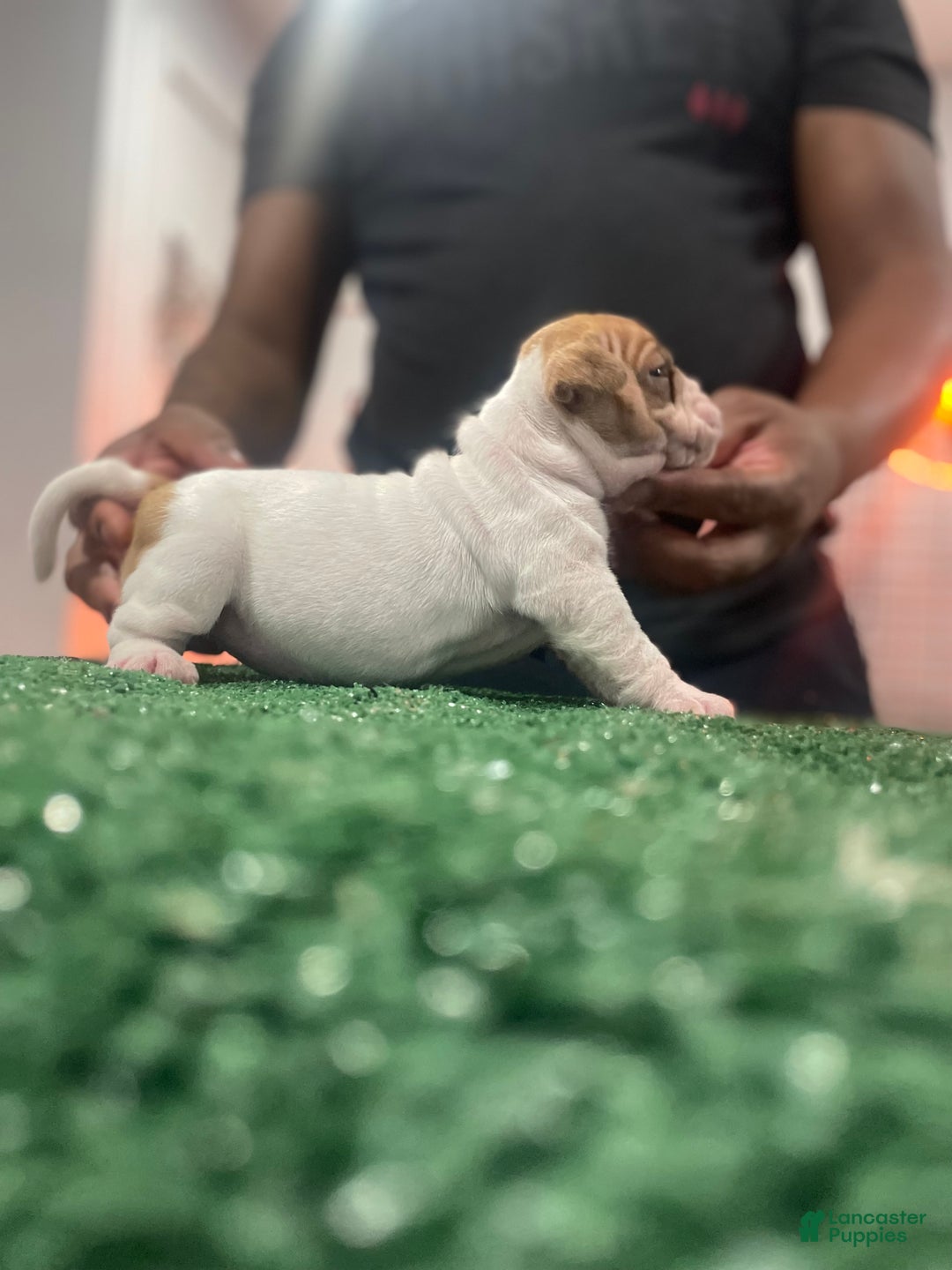 American Bully dogs for sale: American Bully Puppy 6 - Ad 9