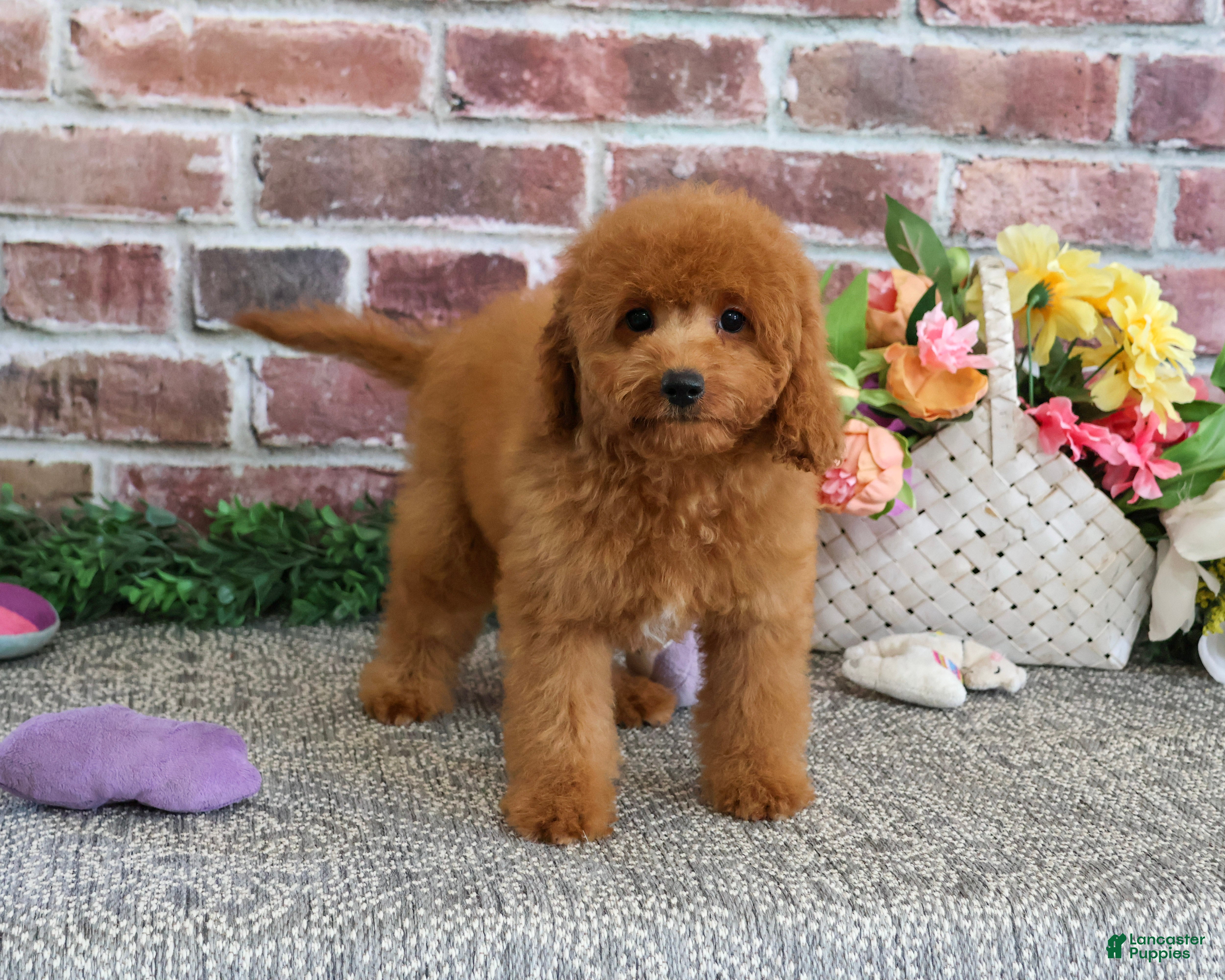 Cavapoo dogs Chanel - Ad 29
