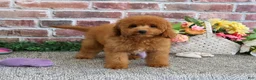 Cavapoo dogs for sale: Chanel - Ad 1