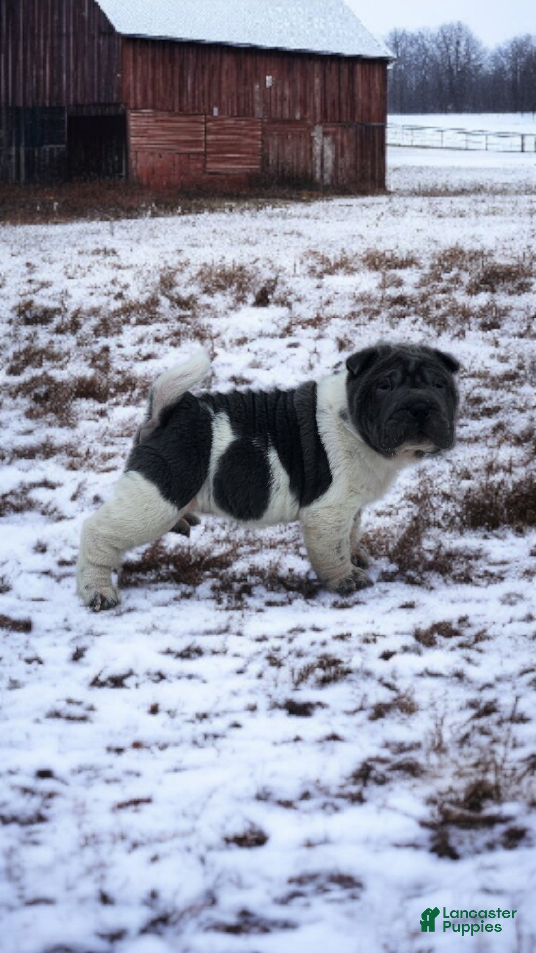Shar Pei dogs for sale: Bluebelle blue flower mini  - Ad 1