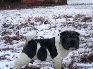 Shar Pei dogs Bluebelle blue flower mini - Ad 2