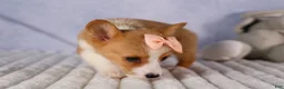 Welsh Corgi Pembroke dogs for sale: Carrie  - Ad 13