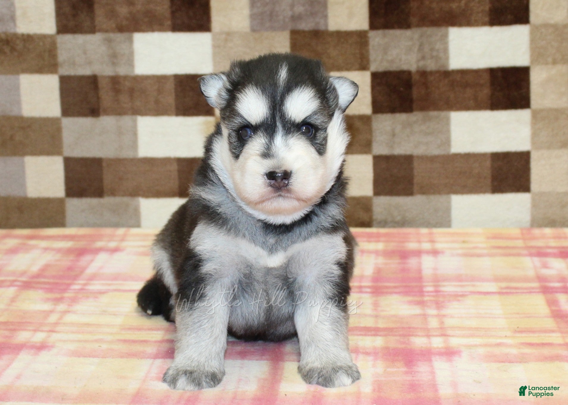 Pomsky dogs for sale: Max - Ad 2
